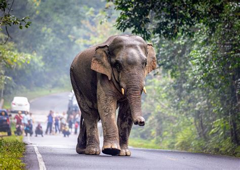 Human-elephant conflict will escalate with climate change - Earth.com