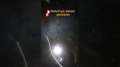 Beginilah Cara Belut Makan Umpan Bikin Kaget Lurr Part Mancing