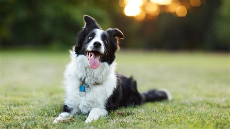 Cuáles Son Las 15 Razas De Perros Más Inteligentes Del Mundo Infobae