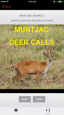 Muntjac Deer Calls Sounds for Big Game Hunting by GuideHunting L. L. C.