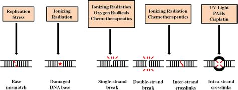 Most common sources of DNA damage. There are possibly other mechanisms ...