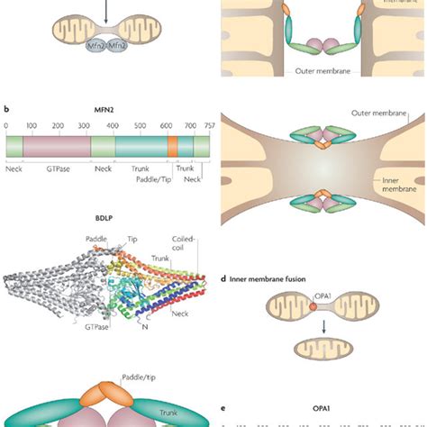 Mitochondrial Fusion A Mitochondrial Outer Membrane Fusion Is