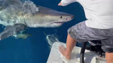 Great White Shark Bites Boat In Gulf Waters Off Tampa Bay Fox 13