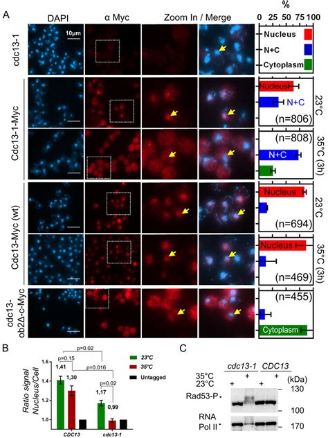 The Cdc13 1 Mutation Causes Mislocalization A Immunofluorescence On