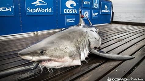 Great White Shark Pings Off Gulf Of Mexico Near Florida Biloxi Sun Herald