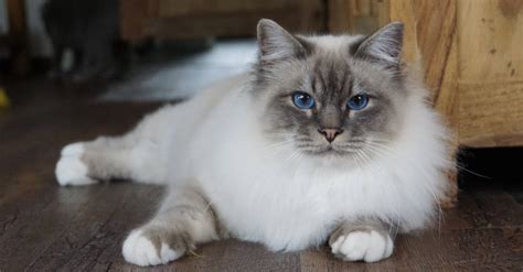 The Most Affectionate Cat Breeds That Like To Cuddle Sam Cat Pet