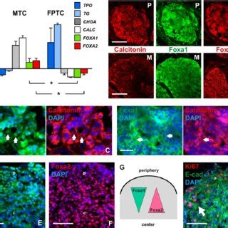 Tracing Sox17+ progeny in embryonic thyroid in Sox17-2A-iCre;R26R mice ... 