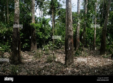 Rubber Trees Brazil Stock Photo Alamy