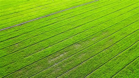 4k Aerial Wide View Of Beautiful Green Rice Fields In The Rural Of