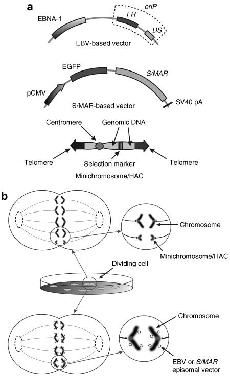 Human Artificial Chromosomes Hacs Epstein Barr Virus Ebv And