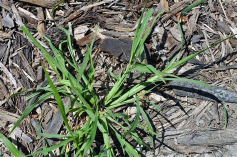 Vegetable Gardening For Beginners The Basics Of Planting Crabgrass In Vegetable Garden