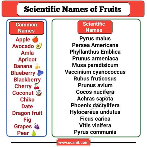 Scientific Names Of Fruits Unlocking Botanical Knowledge