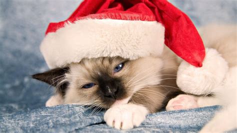 Christmas Cat Wallpapers Wallpaper Cave