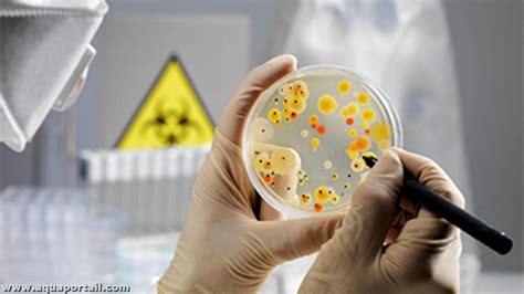 Microbiologie : définition et explications
