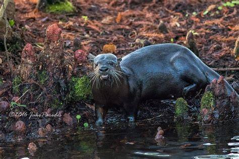 Pregnant River Otter Another Featherless Sunday When I St… Flickr