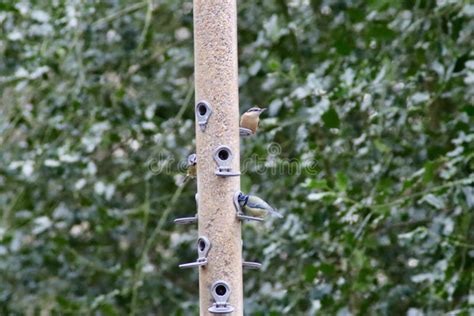 Nuthatches And Blue Tits On A Feeder Stock Photo Image Of Sitta Wing