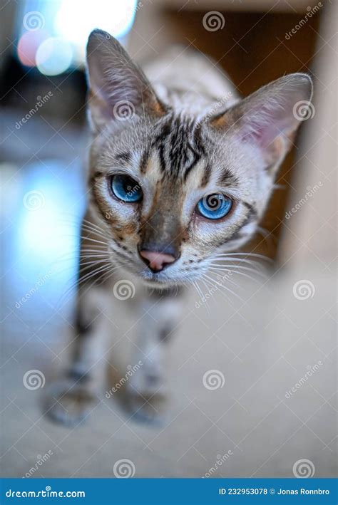 Cute Bengal Cat Kitten with Blue Eyes Stock Photo - Image of whisker ...