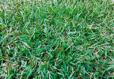 Empire Zoysia Turf Redlands Turf Your Local Turf Supplier