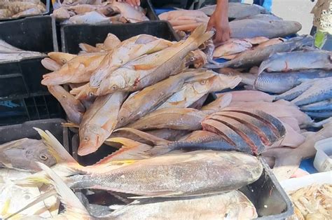 Diversificación Económica Venezuela Exportó 50 Mil Toneladas De Pescado