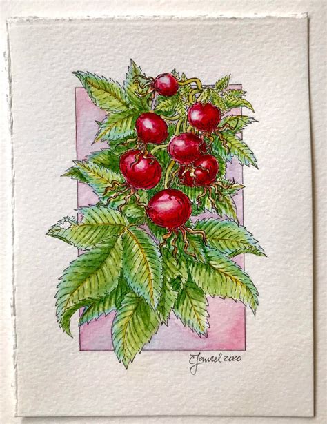 Rose Hips Original Watercolor Illustration 6x4 5 Etsy