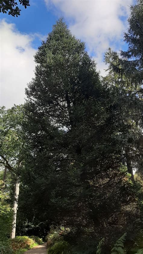 Abies Guatemalensis Trees And Shrubs Online