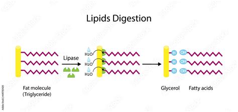 Lipid Digestion Fat Molecule Triglyceride Lipase Enzyme Catalyzes