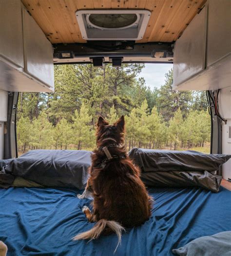 Van Life With Dogs 15 Tips For You And Your Fur Baby The Wayward Home