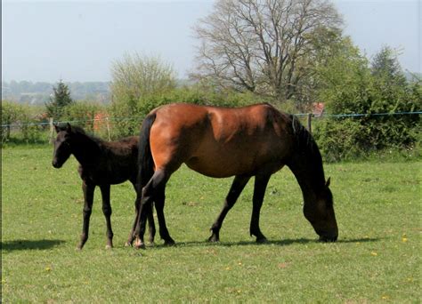 Poulini Re Lusitanien Pirouette Du Coussoul Elevage De Chevaux