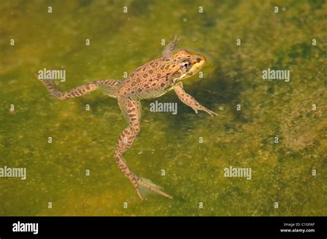 Water Frog Algerian Sahara Stock Photo Alamy