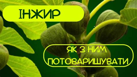 Як виростити інжир - YouTube
