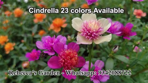 Cindrella 23 Colors Portulaca Purslane Jumbo Rare Varieties