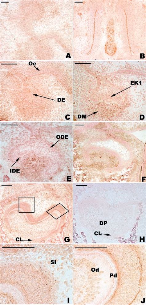 Figure From Immunolocalization Of Bmp Fgf And Wnt B In The