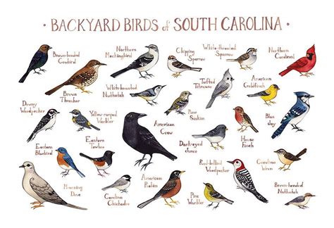 Identifying Backyard Birds