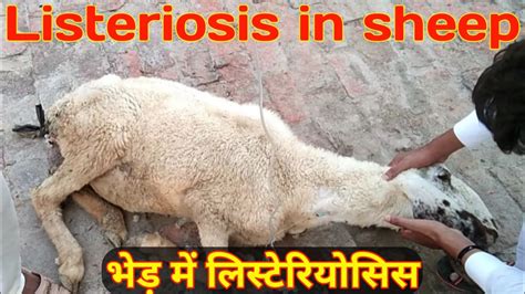 Listeriosis In Goats Sheeps Dignous And Treatment Of Listeriosis