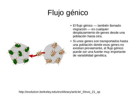 Flujo Genético Definición Y Ejemplos Para Comprender La Evolución Cfn