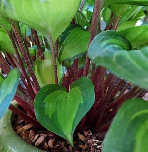 Our Gardens The Hosta Hideaway