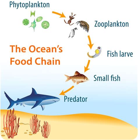 Ocean Food Chain Examples