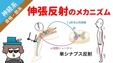 【神経系】伸張反射のメカニズム（伸張反射、拮抗抑制、自原抑制） Youtube