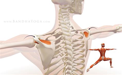 The Daily Bandha Shoulder Biomechanics Part Iii The Supraspinatus Muscle