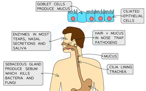 Human Defence Responses Edexcel Gcse Biology Combined Science