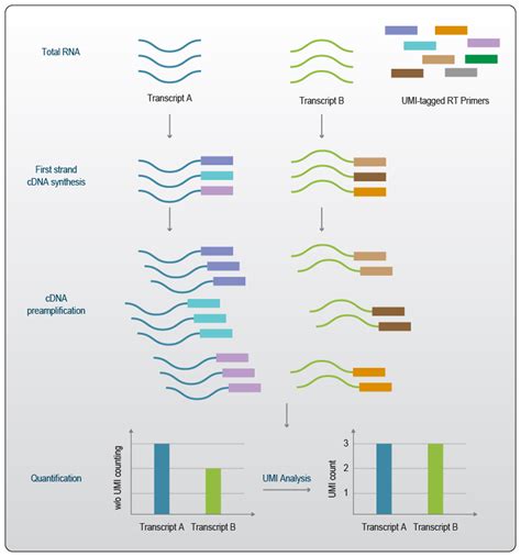 What Are Unique Molecular Identifiers And Why Do We Need Them