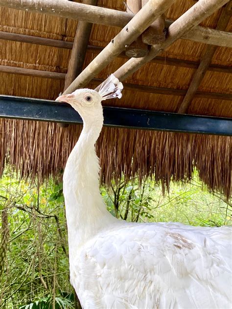El 🦚 Pavo Real 🤍 Albino Es Nuestro Bioparque Ukumarí