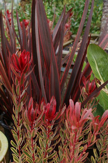 80 Arid Climate Plants Ideas In 2021 Plants Low Water Native Garden