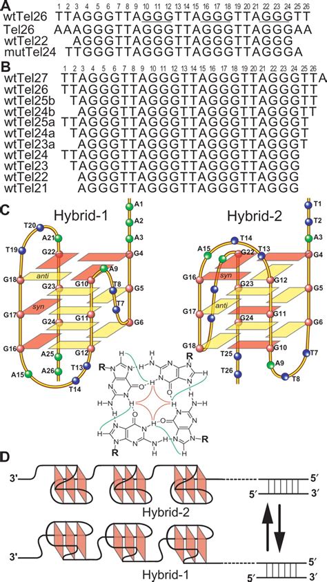 A Four G Tract Human Telomeric Dna Sequences That Have Been Used For