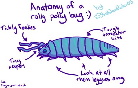 Pill Bug Anatomy by BlueWaveRider05 on DeviantArt