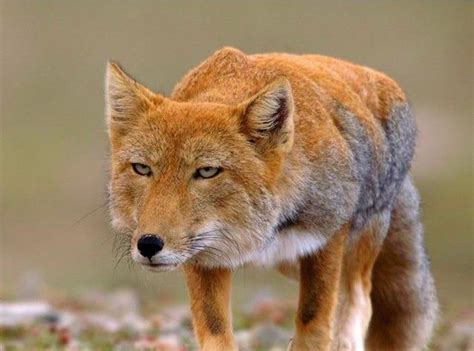 🔥 This gorgeous Tibetan Fox 🔥 - NatureIsFuckingLit Reptiles, Mammals ...