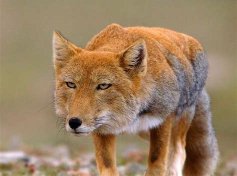 🔥 This Gorgeous Tibetan Fox 🔥 Natureisfuckinglit Tibetan Fox Fox Species Fox