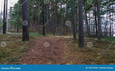 Naked Pine Tree Forest Before Winter Stock Photo Image Of Grass Forest 134515356