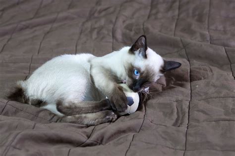Mekong Bobtail | Breed Info & Advice | zooplus Magazine