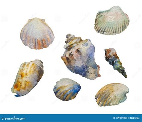 Watercolor Illustration Of Species Of Shells Of Mediterranean Sea And